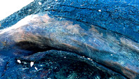 blue whale bark