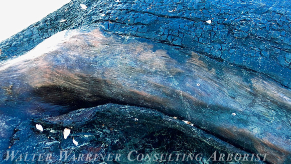 blue whale bark