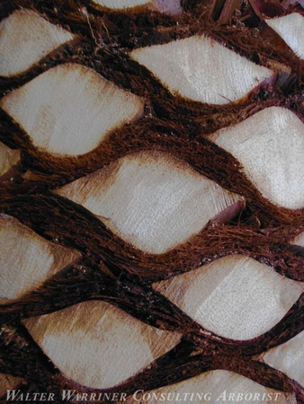 date palm bark