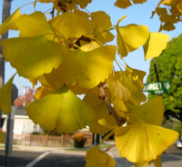 Ginkgo biloba 'Autumn Gold'
