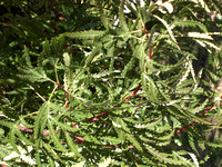 Lyonanthemos floribudis
