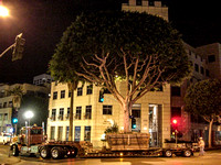 downtown ficus relocations 045