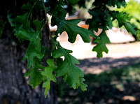 Quercus lobata