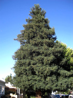 Sequoia semprivirens