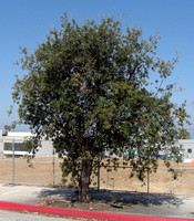 Quercus suber