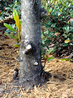 Magnolia grandiflora-Little Gem