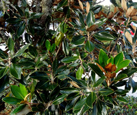 Magnolia grandiflora-Little Gem