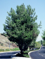 Pinus elderica