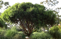 Geijera parvifolia