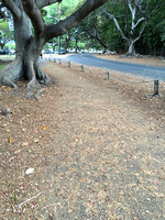 Ficus macrocarpa