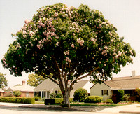 Calodendron capense