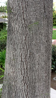 Casuarina equistifolia