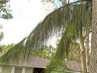 Casuarina equistifolia