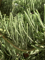 Araucaria cunninghamiana