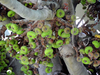 Ficus ariculata