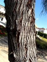 Acacia stenophylla