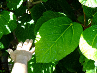 Ficus ariculata
