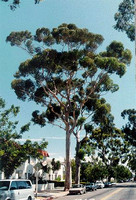 Eucalyptus cladocaylx