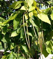 Catalpa_foliage & seed pod