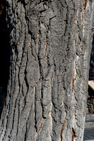 Populus alba_mature bark