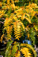 Gleditsia triacanthos_fall foliage