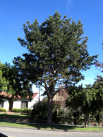 Pinus radiata_street tree form