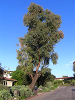 Eucalyptus sideroxylon_assymetric form