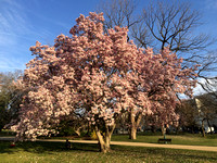 Magnolia soulangeana_mature in bloom_east coast
