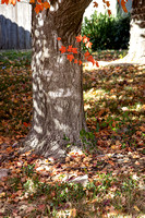 Acer rubrum 'October Glory'_trunk