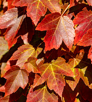 Acer rubrum 'October Glory'_foliage_fall