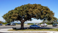 Quercus suber_coastal influence