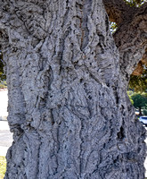 cork oak_mature bark