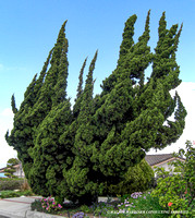 Juniperus chinensis