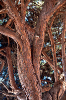 Pinus pinea_mature bark_MB