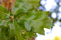 Quercus × morehus_leaf