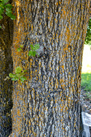 Quercus × morehus_bark