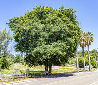 Quercus × morehus_mature form_1