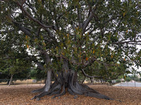 Ficus macrophylla_trunk & flare_135+ yrs