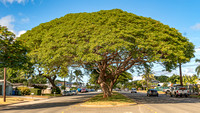 Samanea saman_mature school yard tree