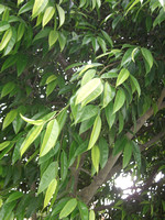 Ficus alii