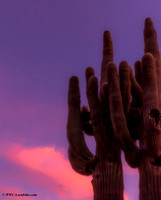 Saguaro sunset sky_Sun City, AZ