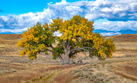 Cottonwood in the fall_2022_-2