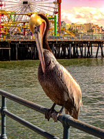 Pelican_Santa Monica CA