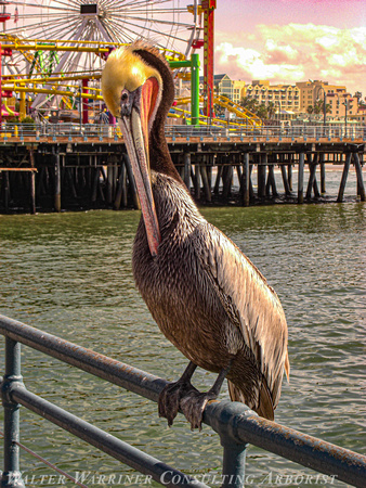 Pelican_Santa Monica CA