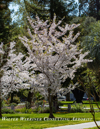 The Flowering Cherry at CA State Capital