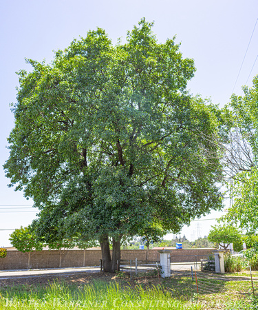 oracle oak_mature form_3