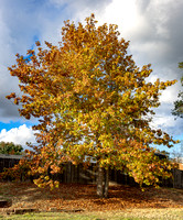 Quercus rubra