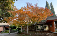 Acer spp._mature form in fall