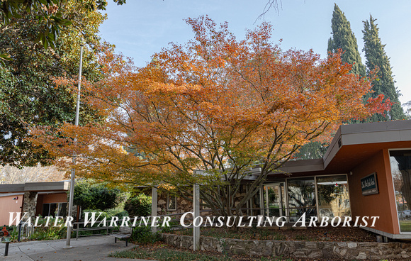 Acer spp._mature form in fall