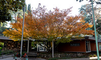 Acer spp._mature form fall color